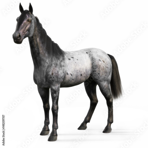Foto Blue Roan horse on a white background. 3d rendering