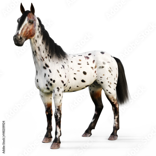 Leopard Appy horse on a white background. 3d rendering