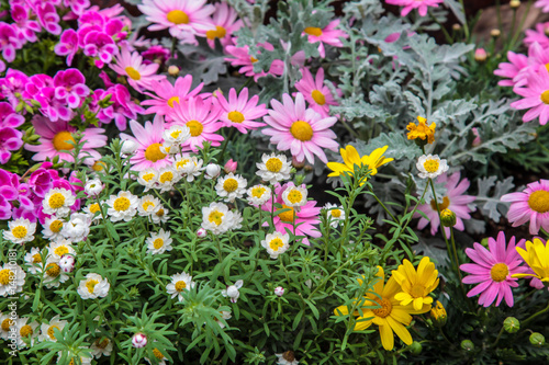 Colorful daisy flowers in garden | Beautiful natural floral in spring season