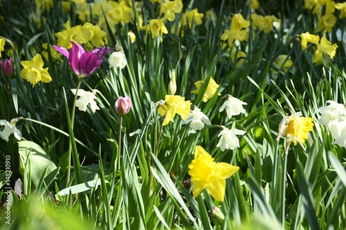 Wiese mit bunten Blumen © pattilabelle