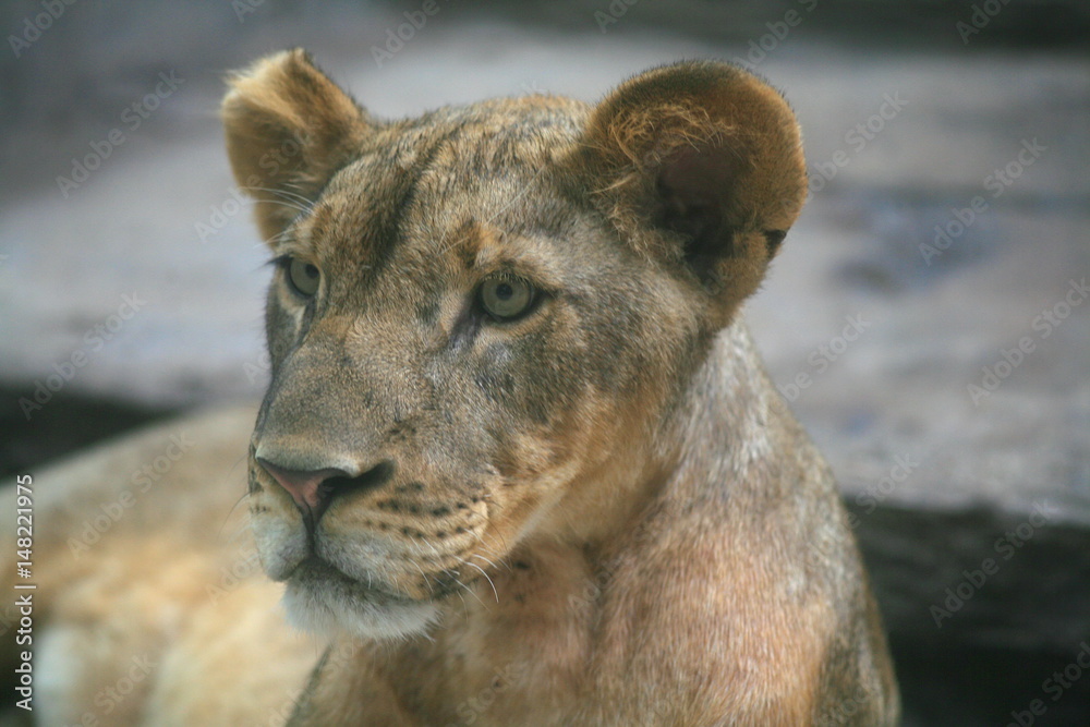 Obraz premium Female lion