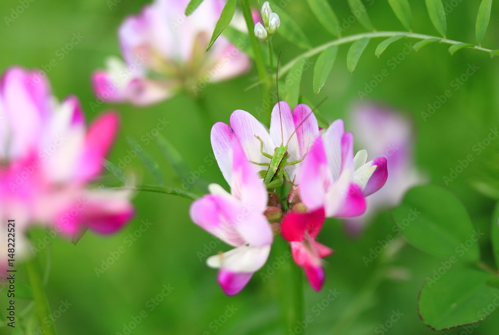 蓮華の花とバッタの子