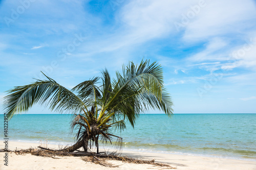 coconut trees © photoexplorer