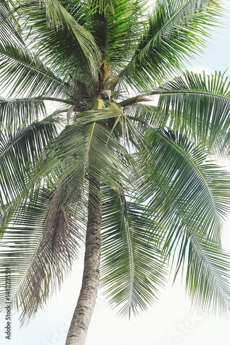 coconut palm tree on white background © pimonpim