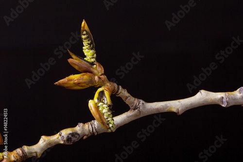 Цветущая ветка тополя. Живая природа. Весеннее пробуждение. The blossoming poplar branch. Wildlife. Spring awakening photo