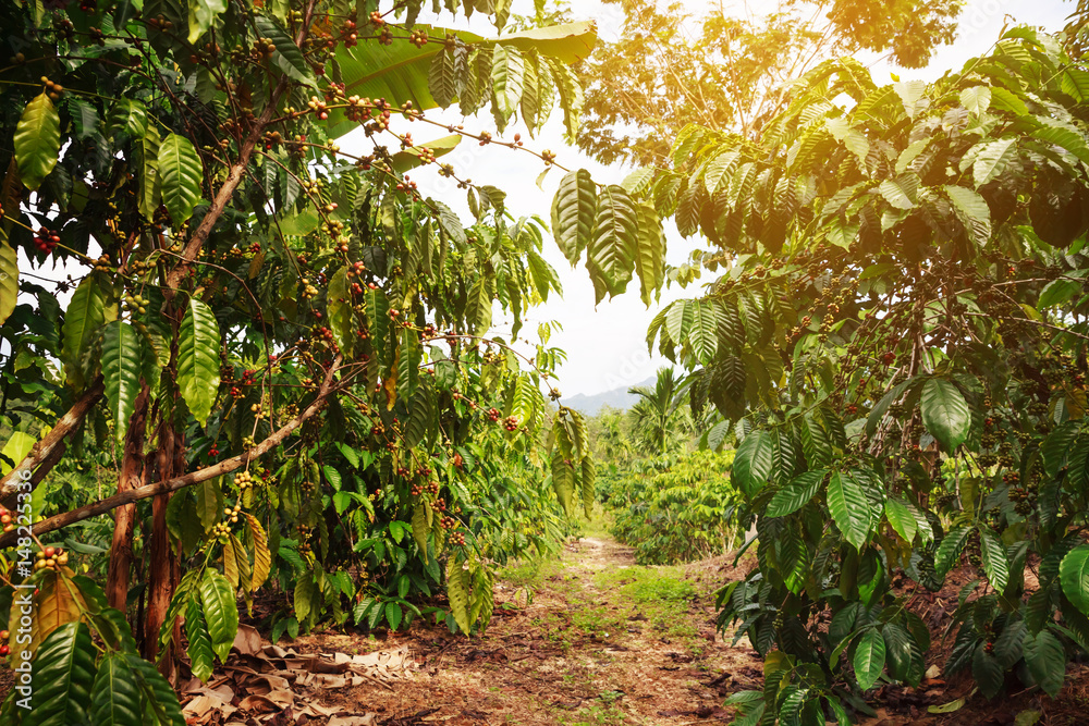 Robusta coffee farm and plantation on the south mountain of Thailand. - obrazy, fototapety, plakaty 