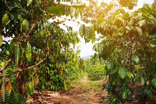 Robusta coffee farm and plantation on the south mountain of Thailand.