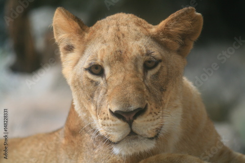 Fototapeta Naklejka Na Ścianę i Meble -  Female lion