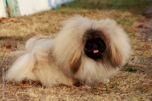 dog breed Pekingese