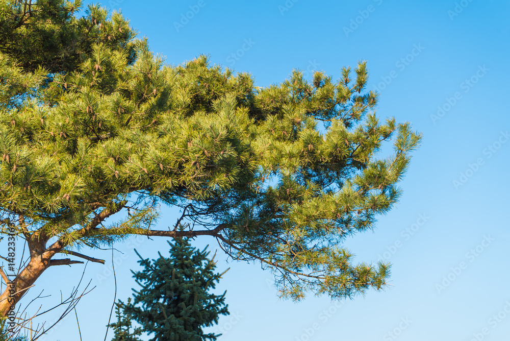 Obraz premium Conifer tree on clear blue sky background