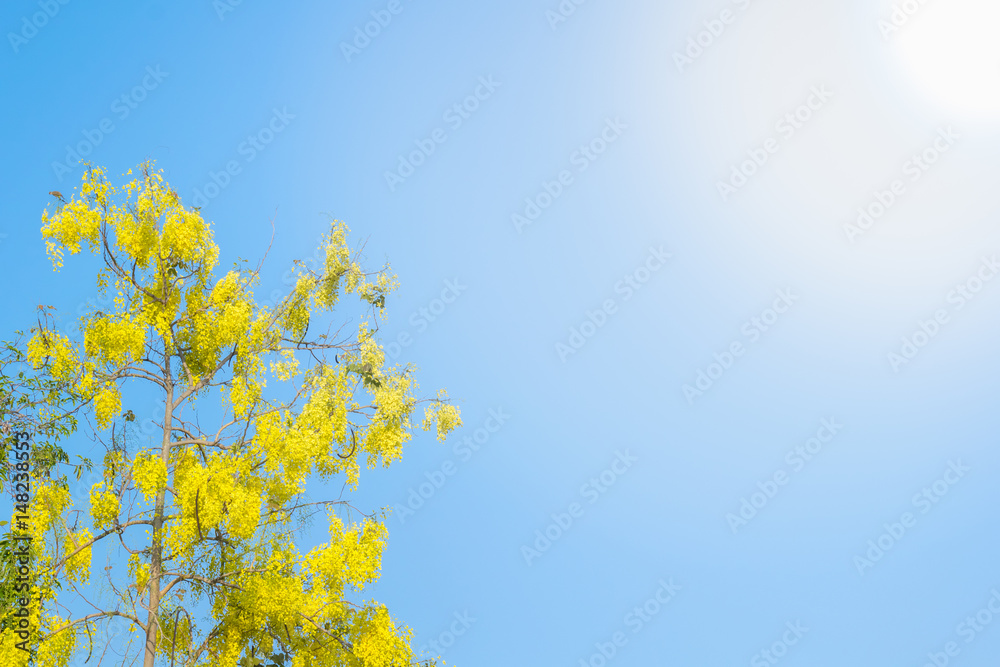 The branch of Cassia fistula tree (Golden rain tree) protrudes in the clear sky. The branch of Cassia fistula tree (Golden rain tree) protrudes in the clear sky.