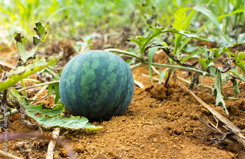 Watermelon growing in the field