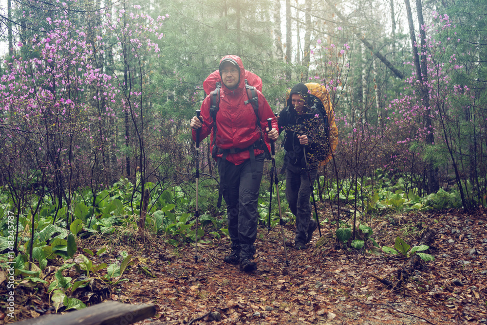 Obraz premium hikers tourists travels to green mountain forest in the fog with the red backpack in rainy weather