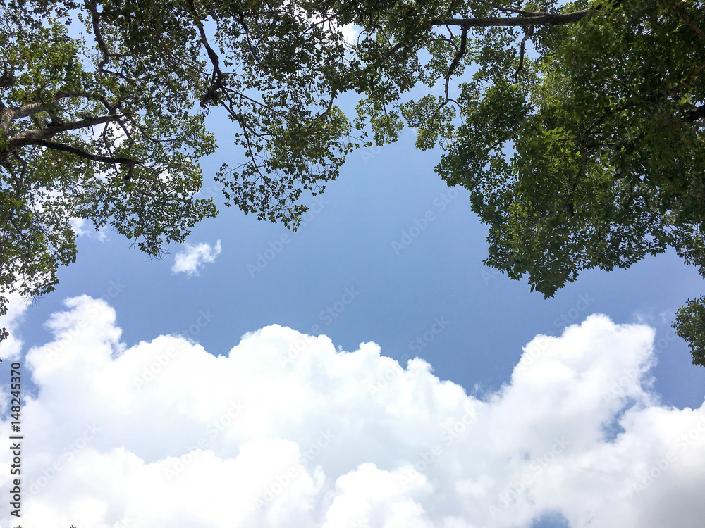 Obraz premium sky tree background blue green wallpaper leaf nature garden outdoor