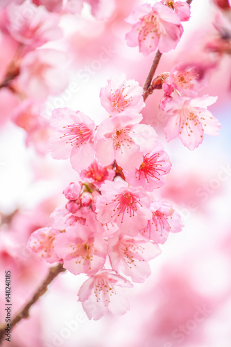 Pink blossoms on the branch with blue sky during spring blooming Branch with pink sakura blossoms and blue sky background. Blooming cherry tree branches against a cloudy blue sky Himalayan blossom