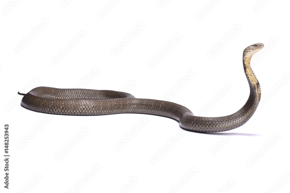 Fototapeta premium King cobra (Ophiophagus hannah)