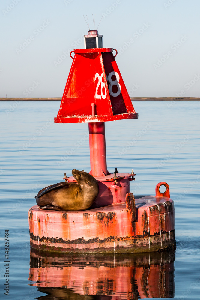 Fototapeta premium California sea lion (Zalophus californianus) on a buoy in the San Diego harbor.