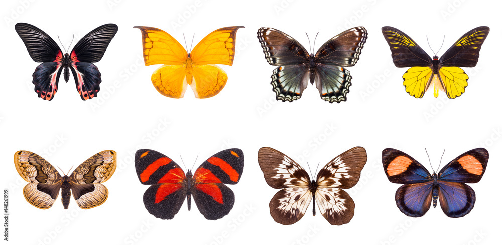 Obraz premium Set of beautiful and colorful butterflies isolated on white.