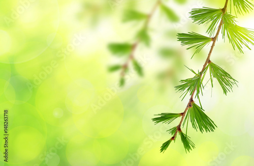 The branch of larch on green natural background.