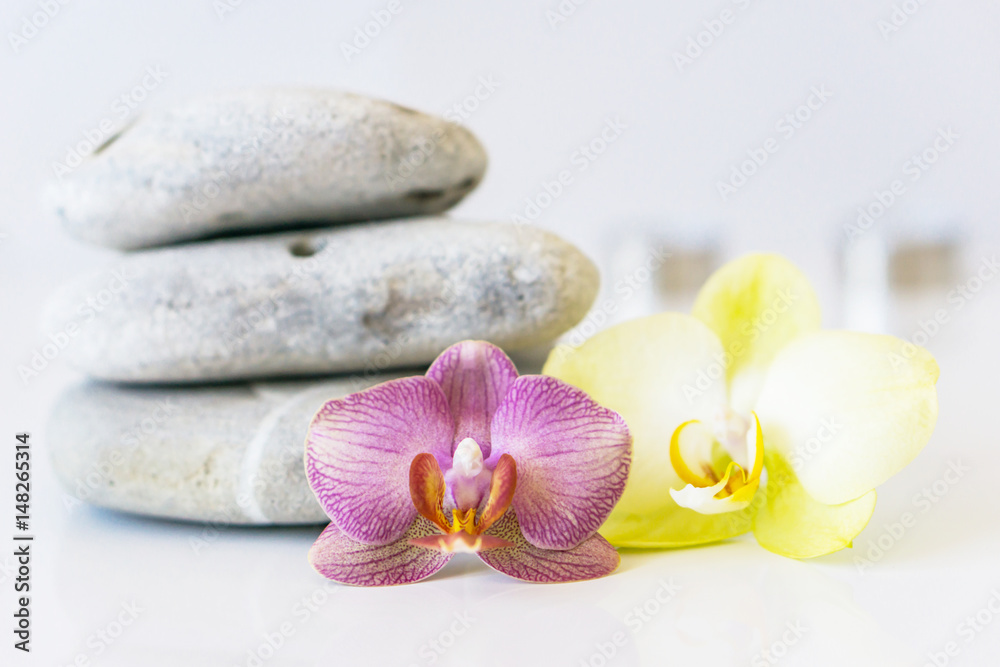 Fresh pink and yellow orchid near gray stones on a white background. Concept spa and relaxation. Fresh pink and yellow orchid near gray stones on a white background. Concept spa and relaxation.