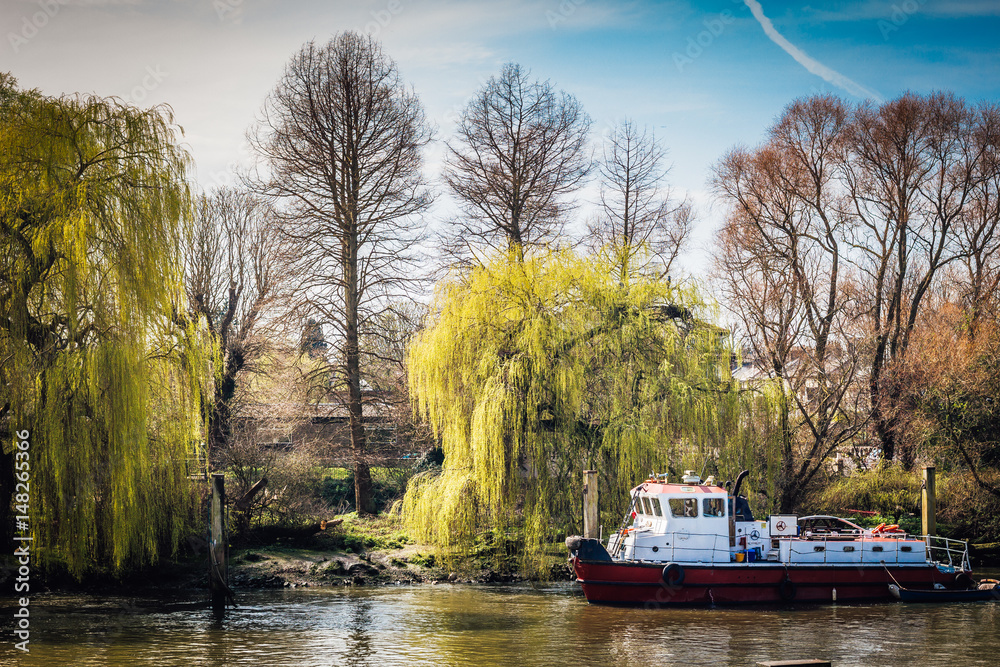 Tug Boat on the River Thames in London with willow trees along the bank. No people