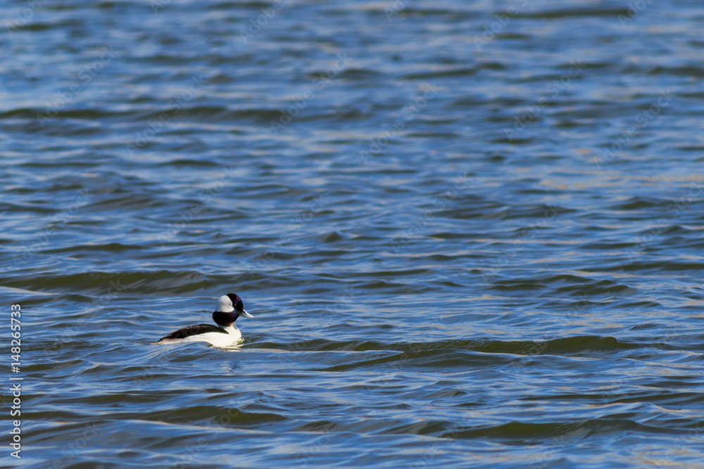 Bufflehead duck swimming lazily on the lake Bufflehead duck swimming lazily on the lake