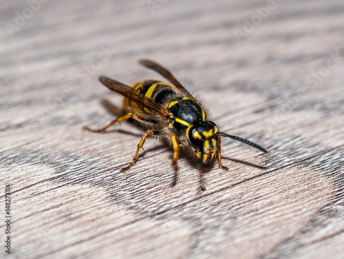 Wasp closeup © Rik