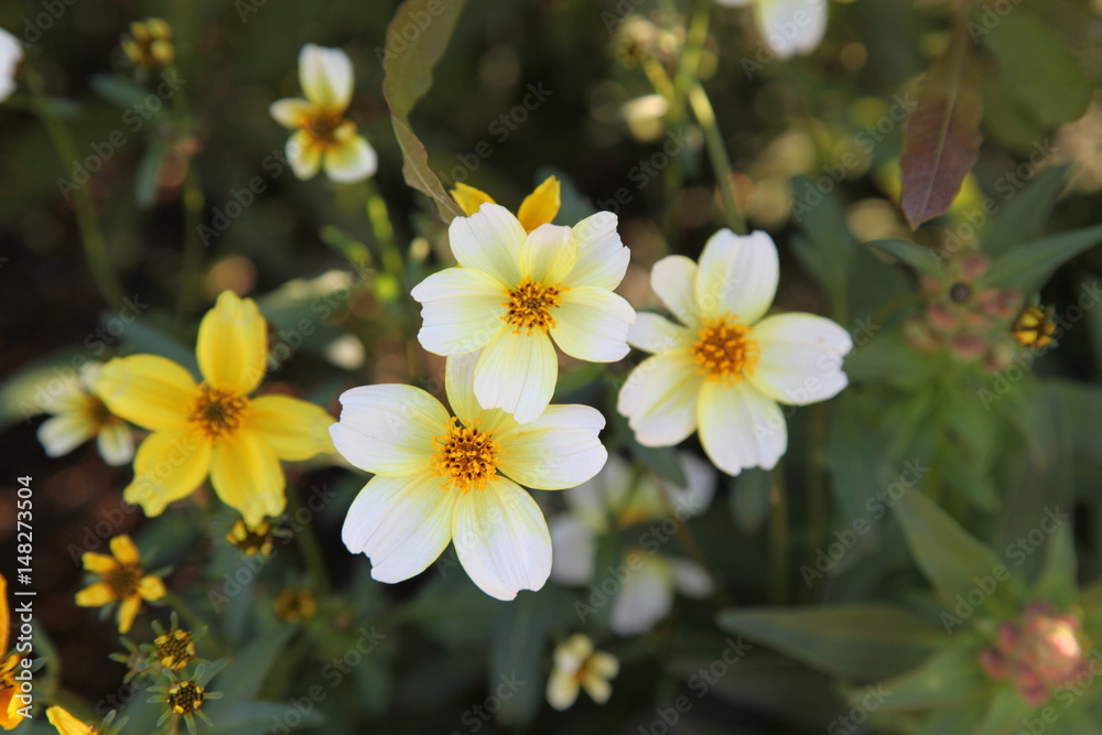 白い花と黄色い花