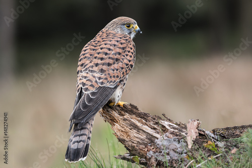 Φωτογραφία Female kestrel looking right and perched on an old tree stump with a forest in t