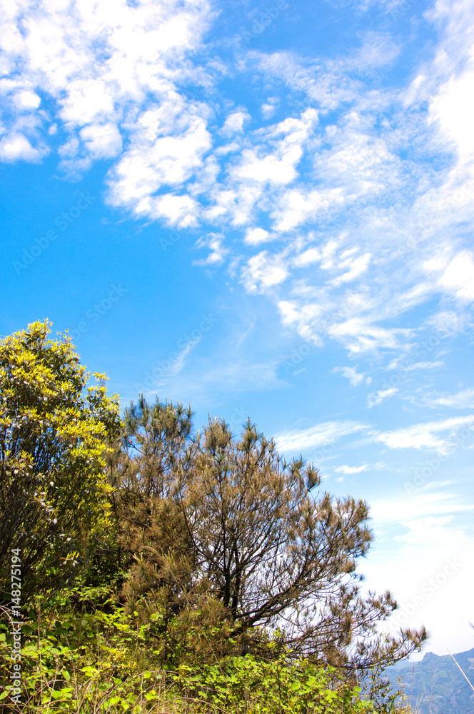 Blossoming azalea flowers with blue sky background 