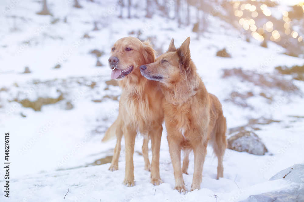 Tierfreundschaft Tierfreundschaft