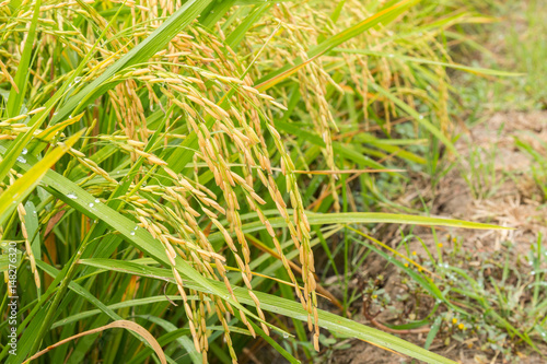 Rice field paddy of good harvest