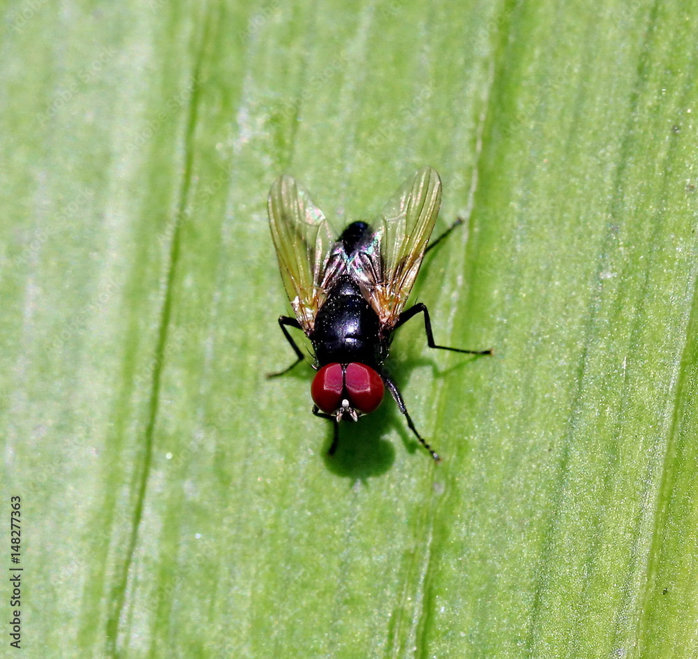 Fototapeta premium housefly