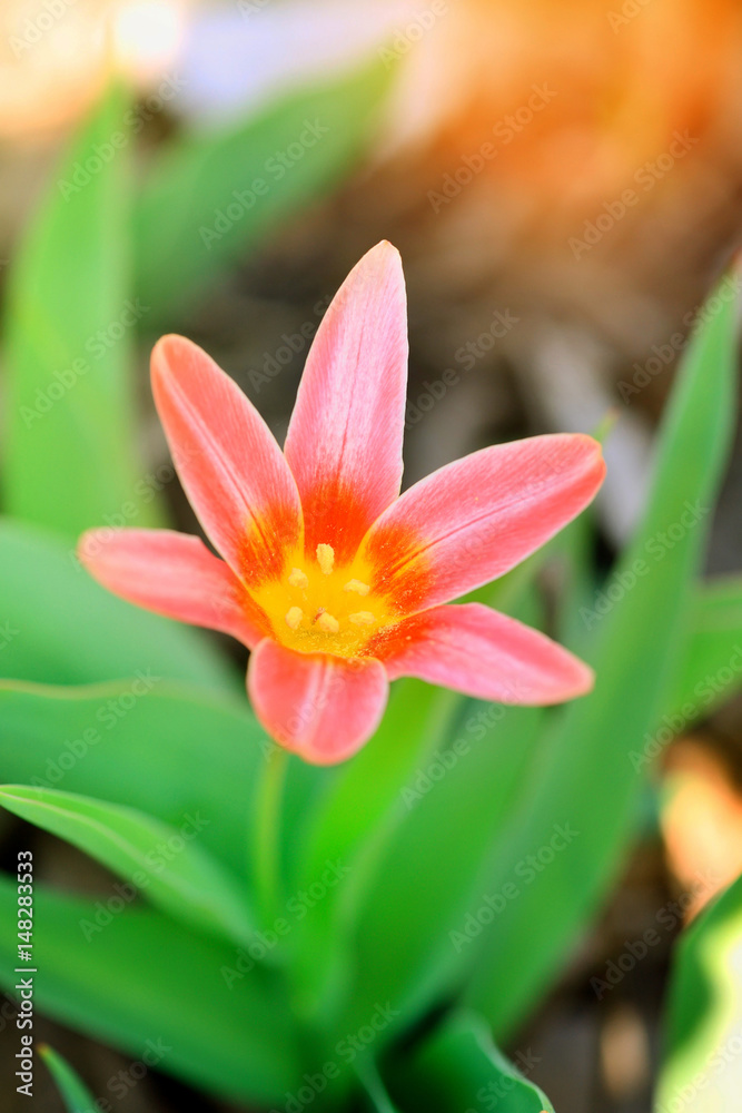 Yellow and red flower of wild tulip Yellow and red flower of wild tulip