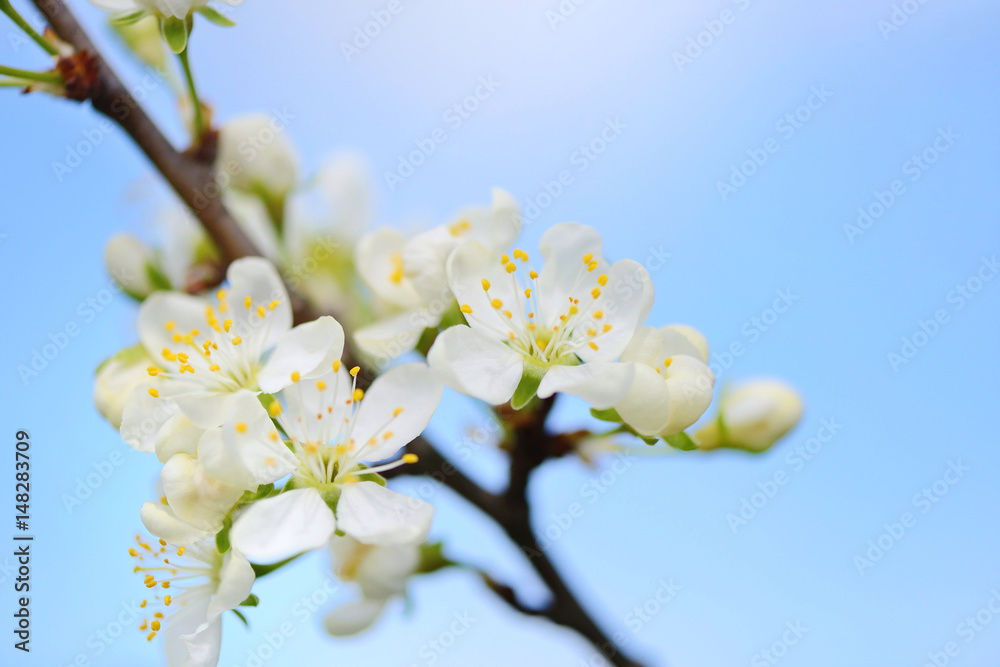 Flowers bloom on a branch of plum against blue sky Flowers bloom on a branch of plum against blue sky