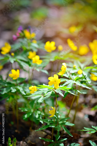 The yellow wood anemone (in Latin: Anemone Ranunculoides) blooms in the forest © nmelnychuk