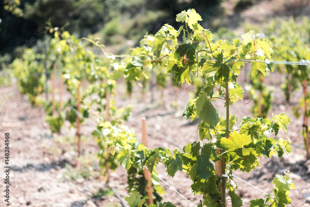 Vineyard Vineyard