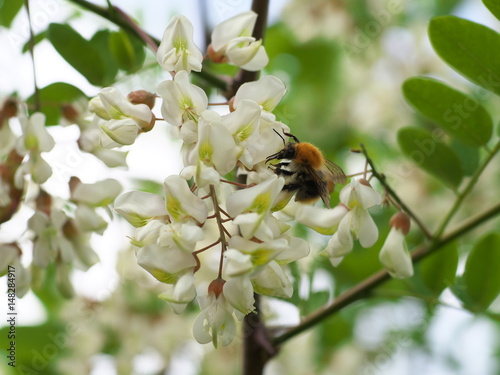 honey bee collects nectar on the white flower of acacia, bee pollinates the acacia flower, closeup