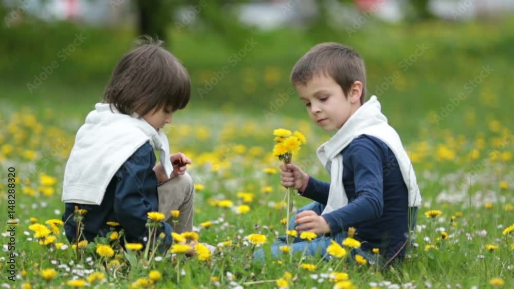 Sweet children, boys, gathering dandelions and daisy flowers in a spring field Sweet children, boys, gathering dandelions and daisy flowers in a spring field