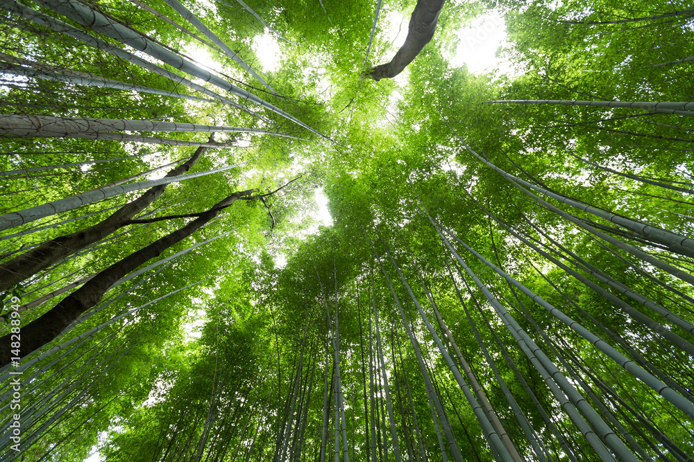 Green Bamboo Forest from low angle Green Bamboo Forest from low angle