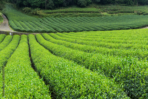 Tea field © leungchopan
