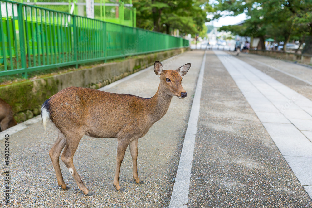 Fototapeta premium Wild deer in Nara city