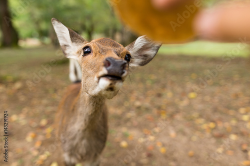 Feeding little lovely deer