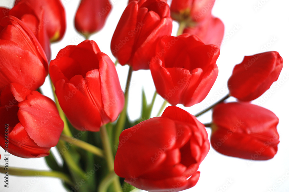 Close up of red tulips on white background Close up of red tulips on white background