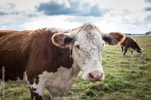 Close-up of a curious cow