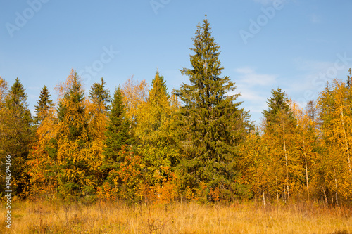 Autumn mixed forest