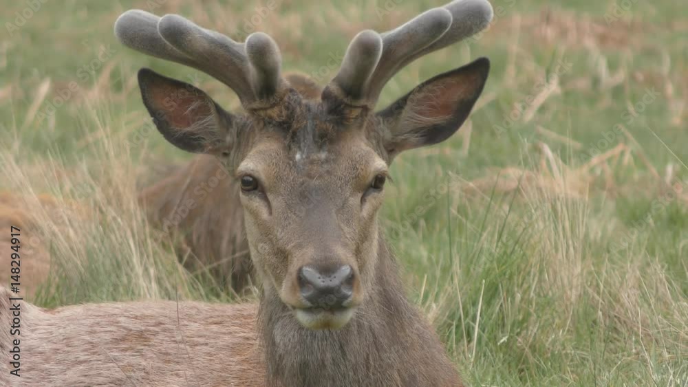A young deer lies on the grass. A young deer lies on the grass.