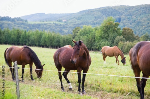 Horses on a mountain pasture.