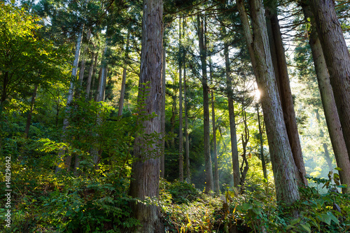 Forest and sunlight