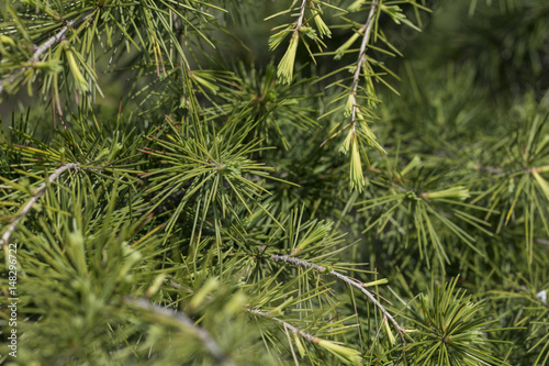 Cedrus deodara (Deodar Cedar, Himalayan Cedar) branches in spring
